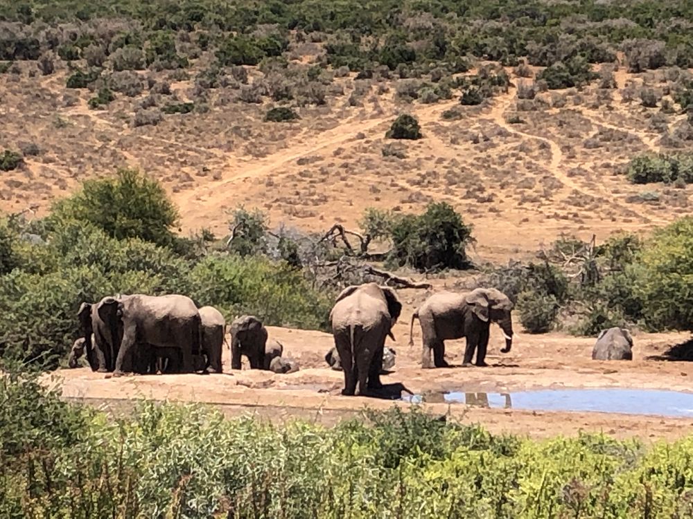 A herd of elephants at a watering hole